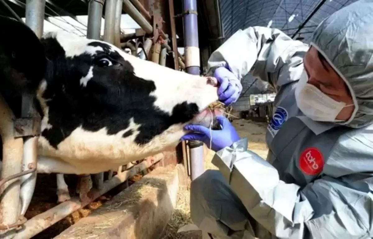 ANSA провело учения по борьбе с ящуром для ветеринарных специалистов - agroexpert.md