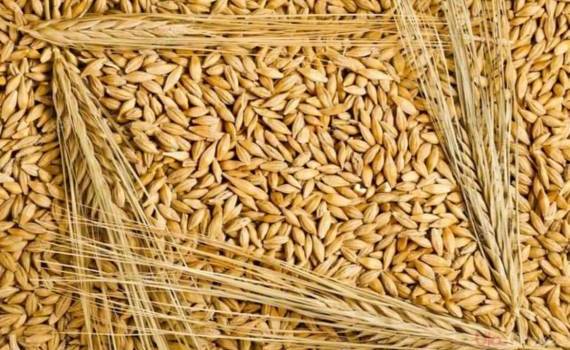 В Украине закупочные цены на ячмень нового урожая повышаются - agroexpert.md
