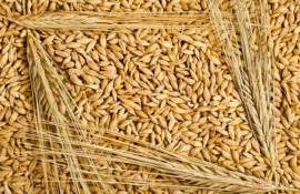В Украине закупочные цены на ячмень нового урожая повышаются - agroexpert.md