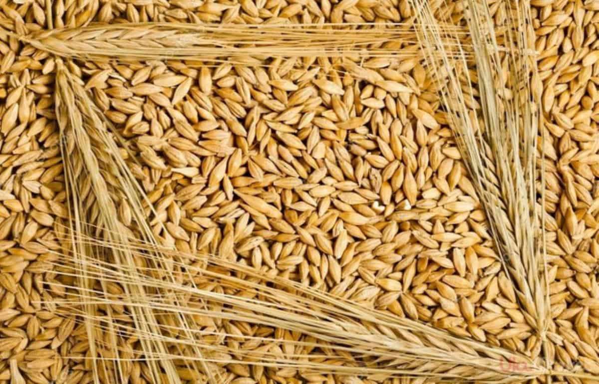 В Украине закупочные цены на ячмень нового урожая повышаются - agroexpert.md