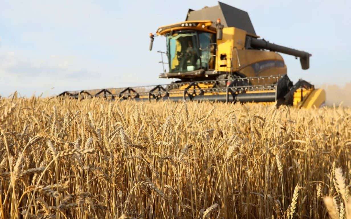 Несмотря на засуху, ЕС восстановит производство пшеницы в 2025/26 МГ - agroexpert.md