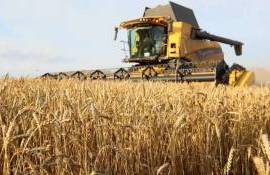 Несмотря на засуху, ЕС восстановит производство пшеницы в 2025/26 МГ - agroexpert.md