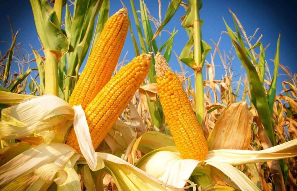 Погодные условия продлевают период высоких цен на кукурузу из Украины - agroexpert.md