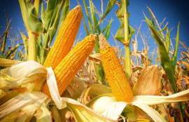 Погодные условия продлевают период высоких цен на кукурузу из Украины - agroexpert.md