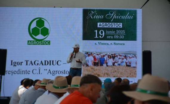 Ziua Spicului 2025: Agrostoc prezintă 4 soiuri exclusive de grâu - agroexpert.md