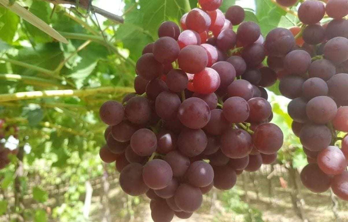 Египетский виноград пользуется в Европе стабильным спросом - agroexpert.md
