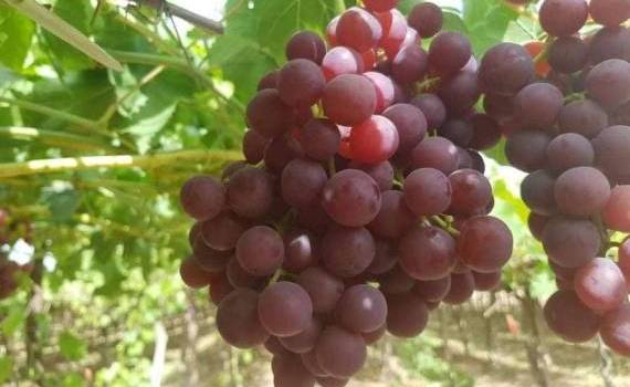 Египетский виноград пользуется в Европе стабильным спросом - agroexpert.md