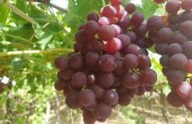 Египетский виноград пользуется в Европе стабильным спросом - agroexpert.md