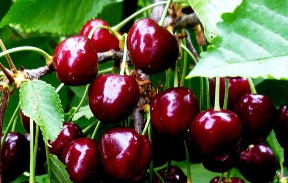 Высокие цены стимулируют экспорт молдавской черешни - agroexpert.md