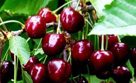 Высокие цены стимулируют экспорт молдавской черешни - agroexpert.md