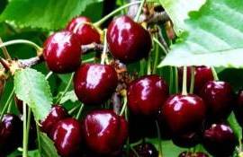 Высокие цены стимулируют экспорт молдавской черешни - agroexpert.md