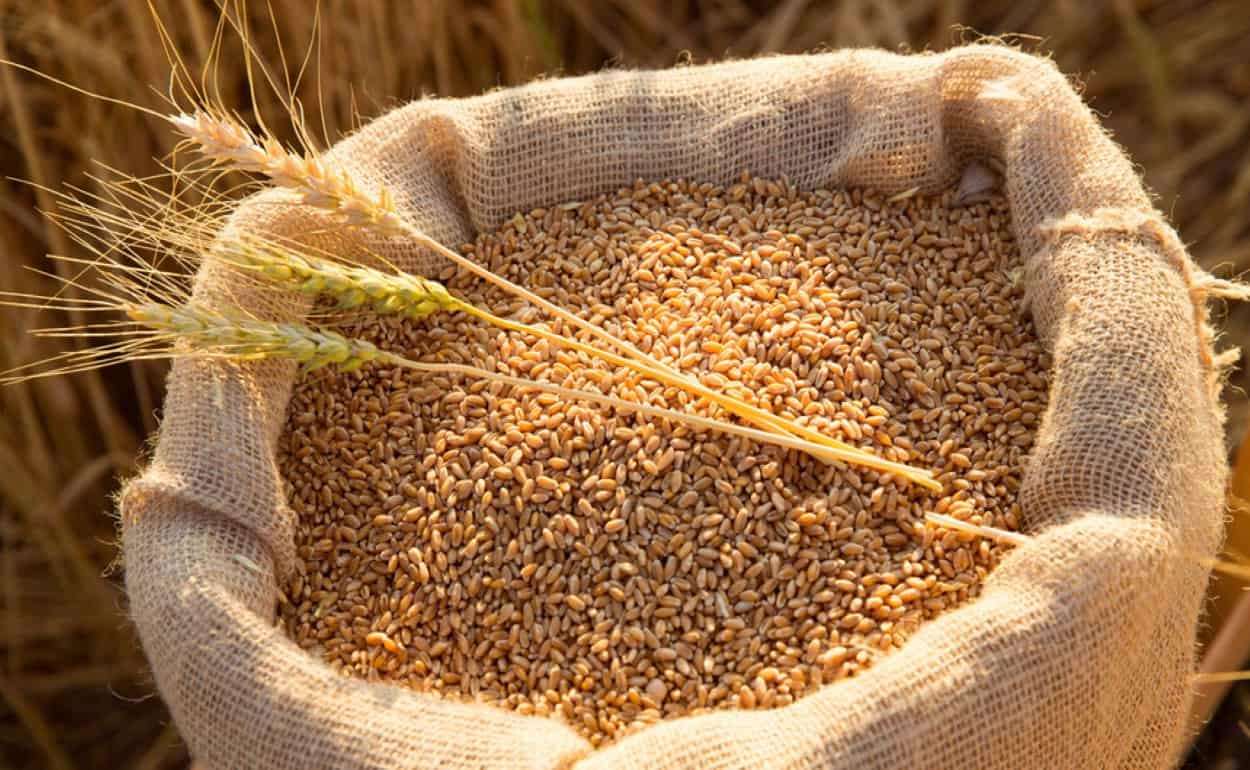 Пшеница в Украине постепенно дешевеет перед началом уборочной кампании - agroexpert.md
