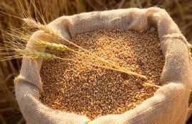Пшеница в Украине постепенно дешевеет перед началом уборочной кампании - agroexpert.md