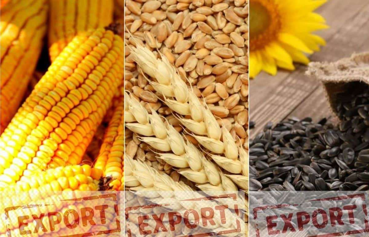 Экспорт зерновых и масличных культур из Республики Молдова: Май 2025 года - agroexpert.md