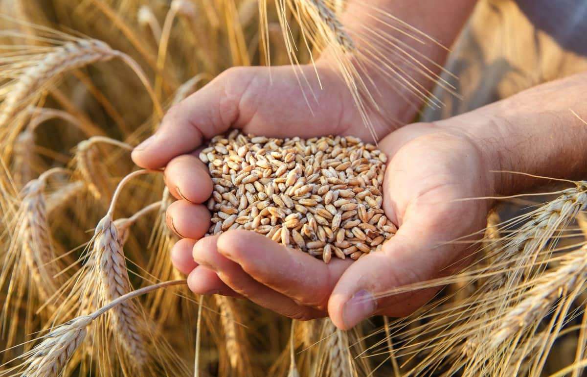 Экспортеры озвучили цену спроса на российскую пшеницу нового урожая - agroexpert.md