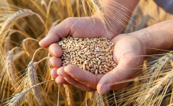 Экспортеры озвучили цену спроса на российскую пшеницу нового урожая - agroexpert.md