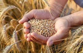 Экспортеры озвучили цену спроса на российскую пшеницу нового урожая - agroexpert.md