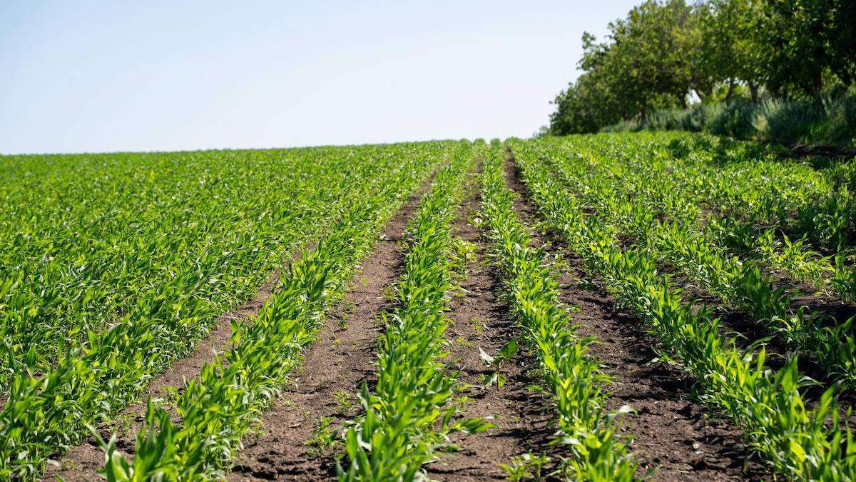 Randament bun și costuri reduse: Avantajele cultivării sorgului - agroexpert.md