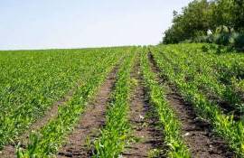 Randament bun și costuri reduse: Avantajele cultivării sorgului - agroexpert.md
