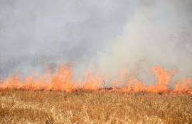 В Слободзейском районе произошел пожар на пшеничном поле - agroexpert.md