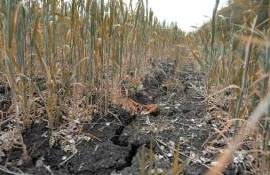 Засуха в Европе усиливается - agroexpert.md