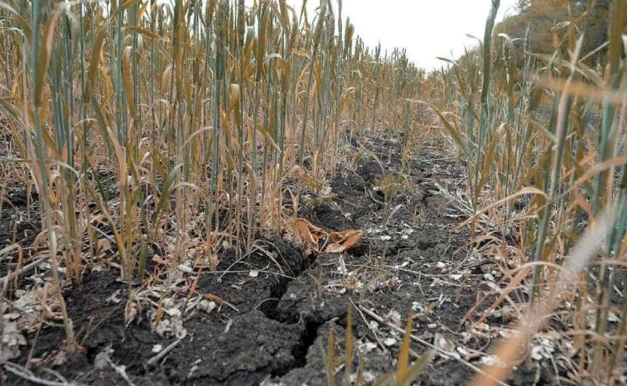 Засуха в Европе усиливается - agroexpert.md