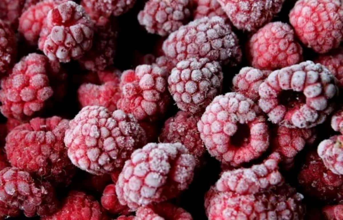 Сезон заготовки малины для заморозки: количество и качество невысокие - agroexpert.md