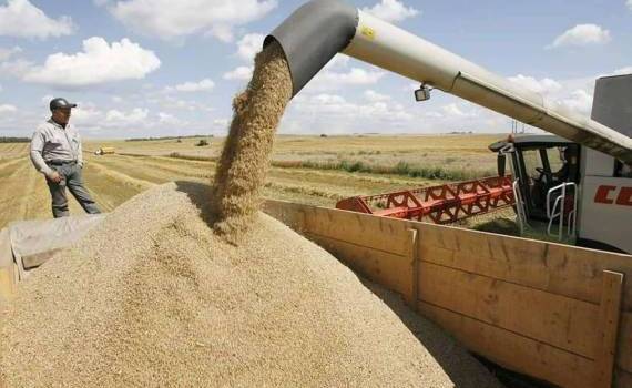 В Украине на старте уборочной урожайность зерновых ниже прошлогодней - agroexpert.md