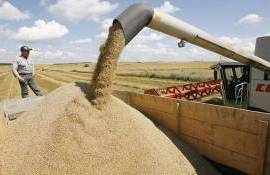 В Украине на старте уборочной урожайность зерновых ниже прошлогодней - agroexpert.md