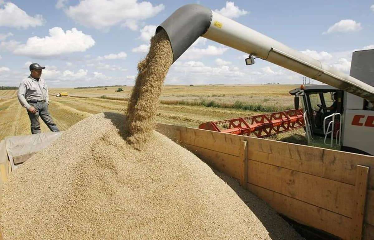 В Украине на старте уборочной урожайность зерновых ниже прошлогодней - agroexpert.md