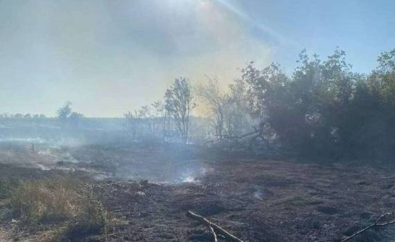 В Слободзейском районе пожар повредил сливовый сад - agroexpert.md