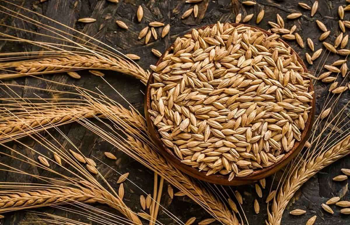 Ограниченное предложение ячменя в Украине провоцирует рост цен - agroexpert.md