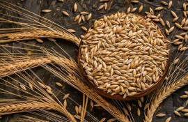 Ограниченное предложение ячменя в Украине провоцирует рост цен - agroexpert.md