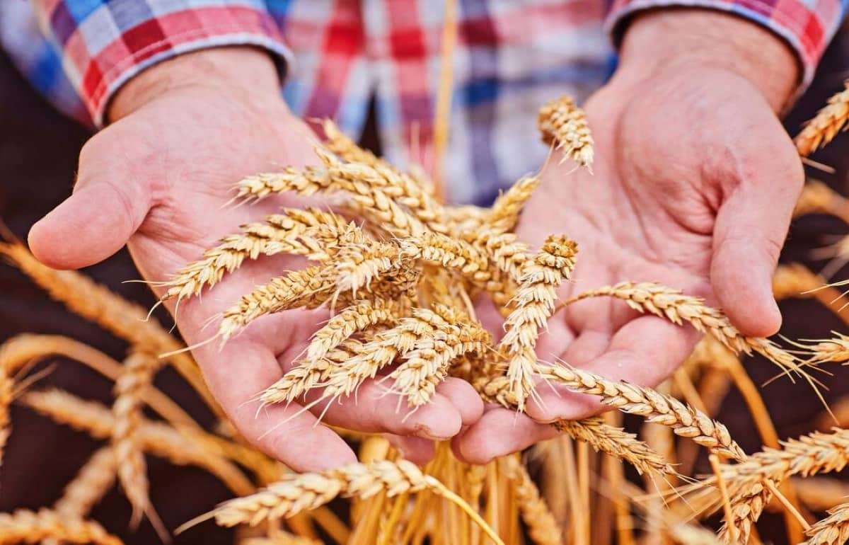 Европейский союз повысил прогноз урожая мягкой пшеницы до 128,2 млн т - agroexpert.md