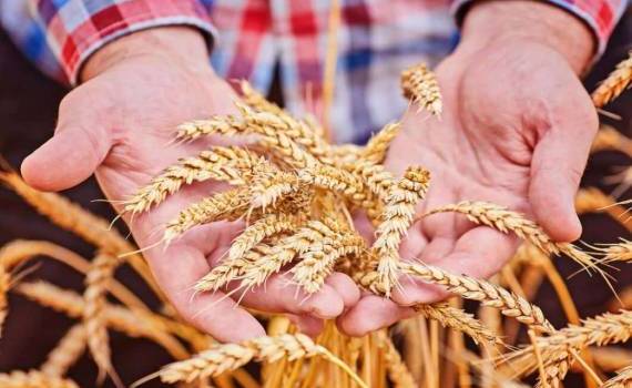 Европейский союз повысил прогноз урожая мягкой пшеницы до 128,2 млн т - agroexpert.md