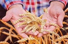 Европейский союз повысил прогноз урожая мягкой пшеницы до 128,2 млн т - agroexpert.md