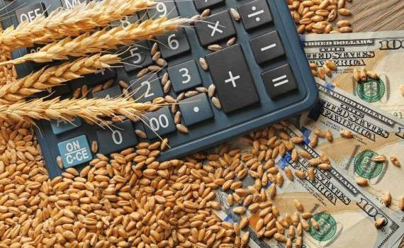 Prețurile la cereale și oleaginoase la debutul sezonului 2025/2026 - agroexpert.md