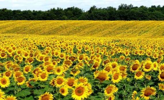 Нишевые культуры как ключ к увеличению выручки молдавских фермеров - agroexpert.md