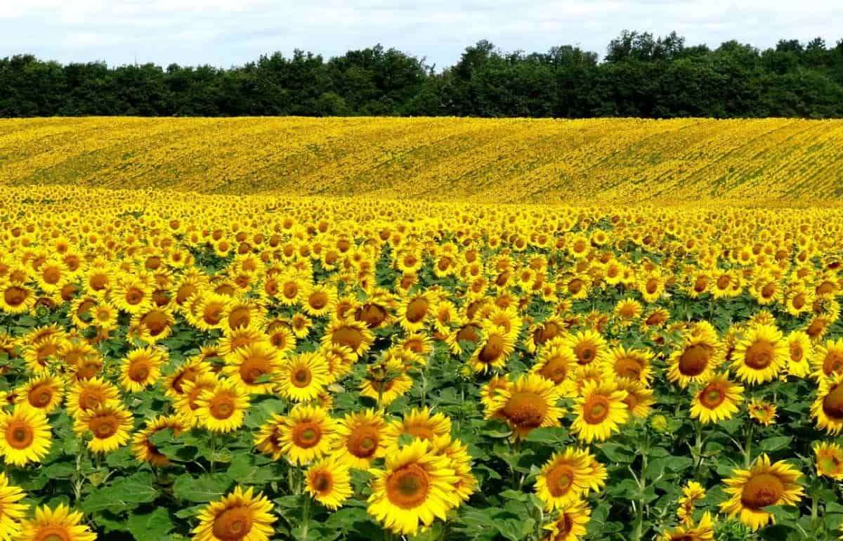 Нишевые культуры как ключ к увеличению выручки молдавских фермеров - agroexpert.md