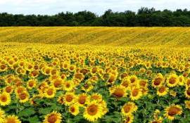 Нишевые культуры как ключ к увеличению выручки молдавских фермеров - agroexpert.md