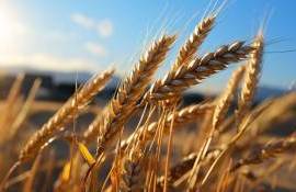 В ЕС улучшили прогноз урожайности зерновых - agroexpert.md