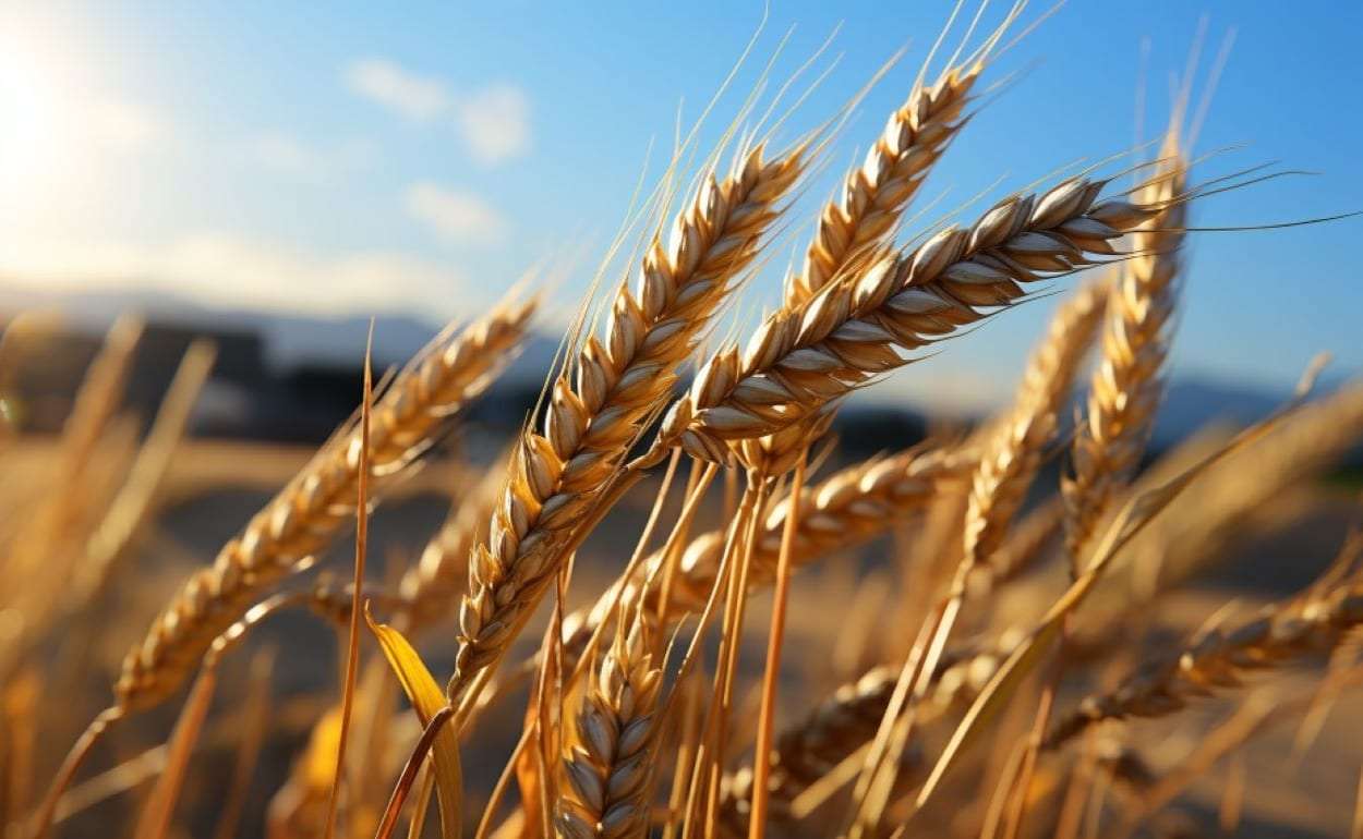 В ЕС улучшили прогноз урожайности зерновых - agroexpert.md