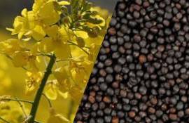 Цены на канолу за неделю упали почти на 9% - agroexpert.md  