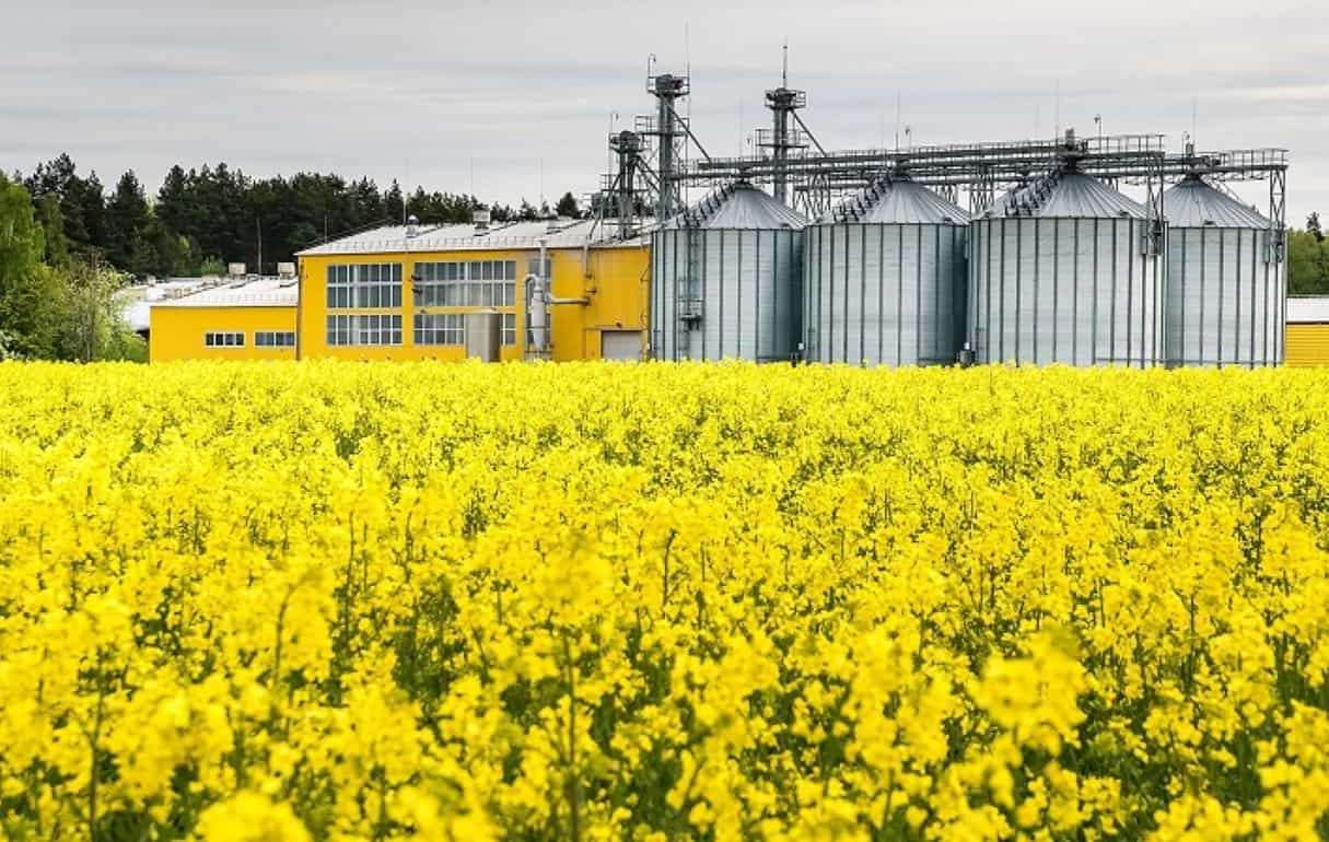 Кризис рапса в ЕС: Переработка упала до трехлетнего минимума - agroexpert.md