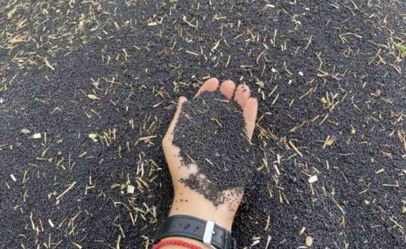 Первые цены нового урожая: в Молдове идет уборка первой группы культур - agroexpert.md