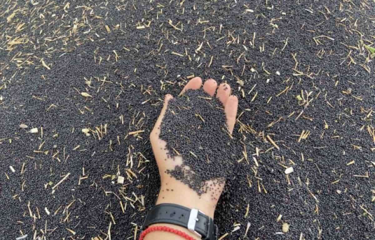 Первые цены нового урожая: в Молдове идет уборка первой группы культур - agroexpert.md
