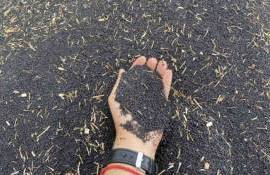 Первые цены нового урожая: в Молдове идет уборка первой группы культур - agroexpert.md