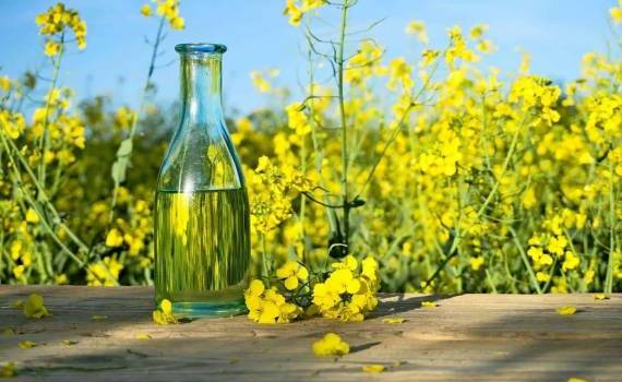 Кризис рапса в ЕС: Переработка упала до трехлетнего минимума - agroexpert.md
