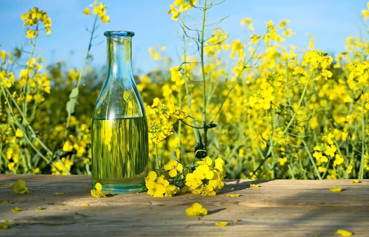 Кризис рапса в ЕС: Переработка упала до трехлетнего минимума - agroexpert.md