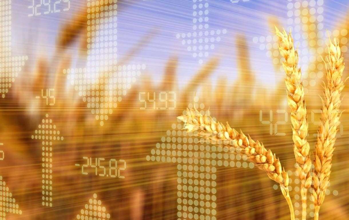 Мировой рынок зерна: пшеница и соя подорожали во вторник, кукуруза подешевела - agroexpert.md